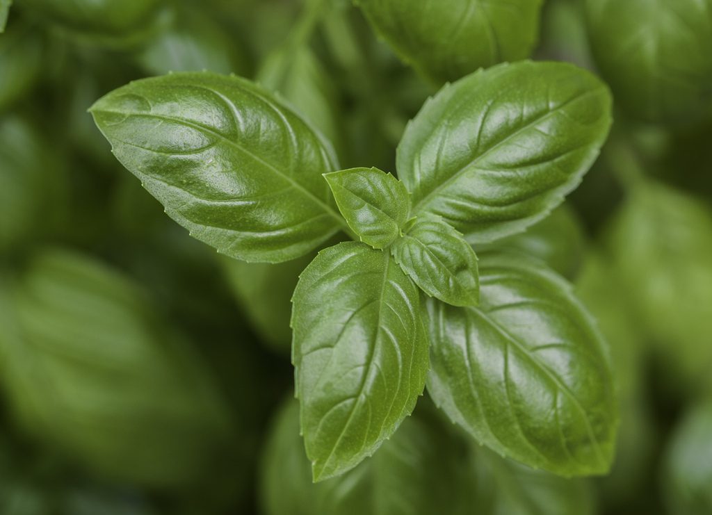 basil