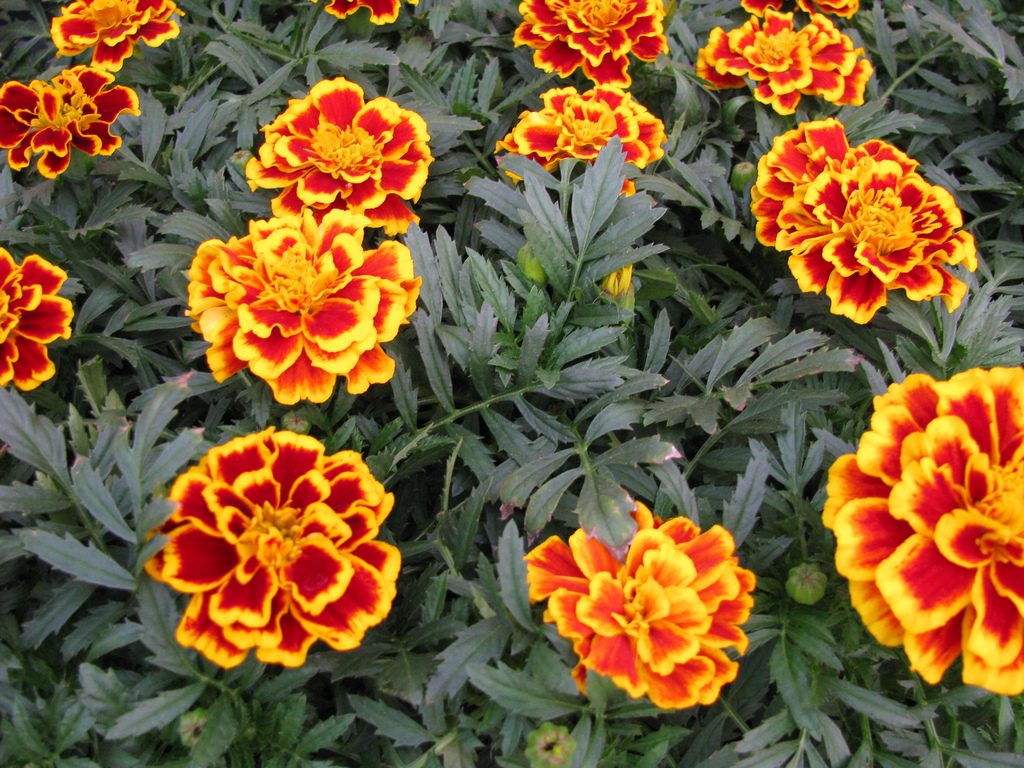 marigold