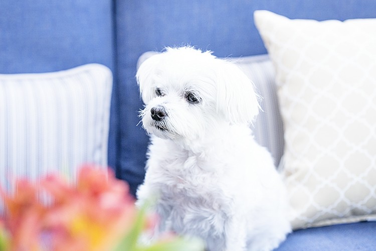 White dog on a blue sofa