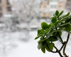 How to Care for Your Plants in Winter | Direct Energy Blog