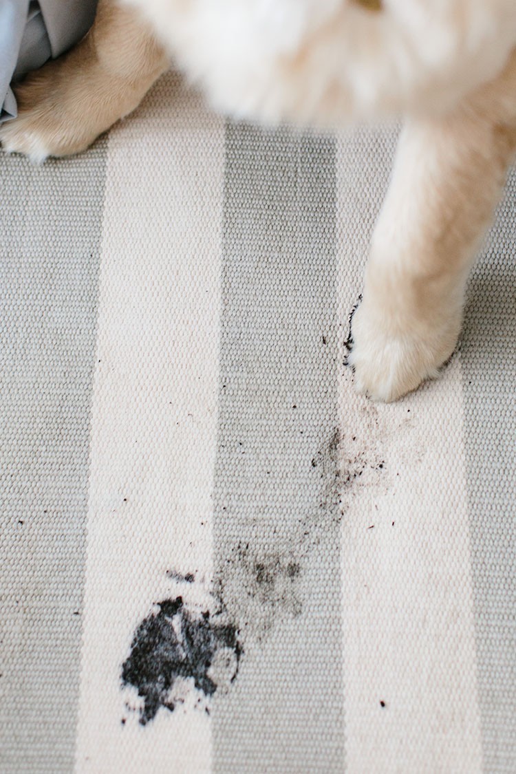 Abby of AbbyCapalbo.com struggle to keep her carpets clean with two dogs running around. Check out how the Hoover Spotless helped save her favorite rug. Spot cleaning made easy!