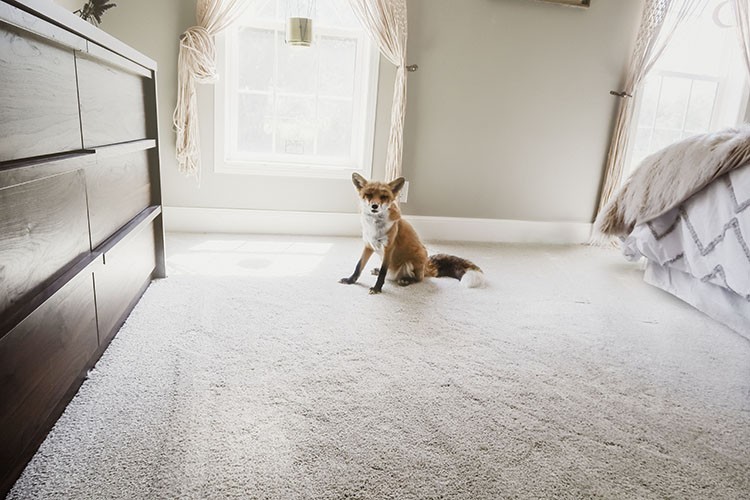 Stains, dirt, and spills are no match for PetProof carpet. Check out how easy it is to keep carpet clean and smelling fresh with PetProof carpet!