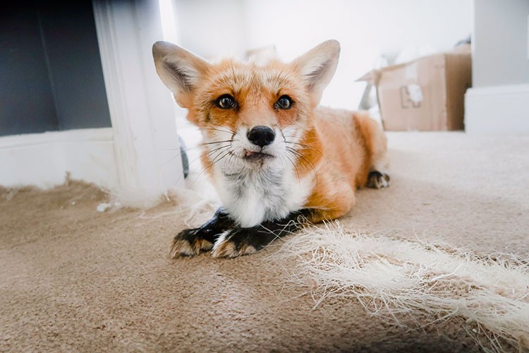 Stains, dirt, and spills are no match for PetProof carpet. Check out how easy it is to keep carpet clean and smelling fresh with PetProof carpet!