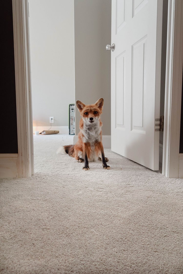 Stains, dirt, and spills are no match for PetProof carpet. Check out how easy it is to keep carpet clean and smelling fresh with PetProof carpet!