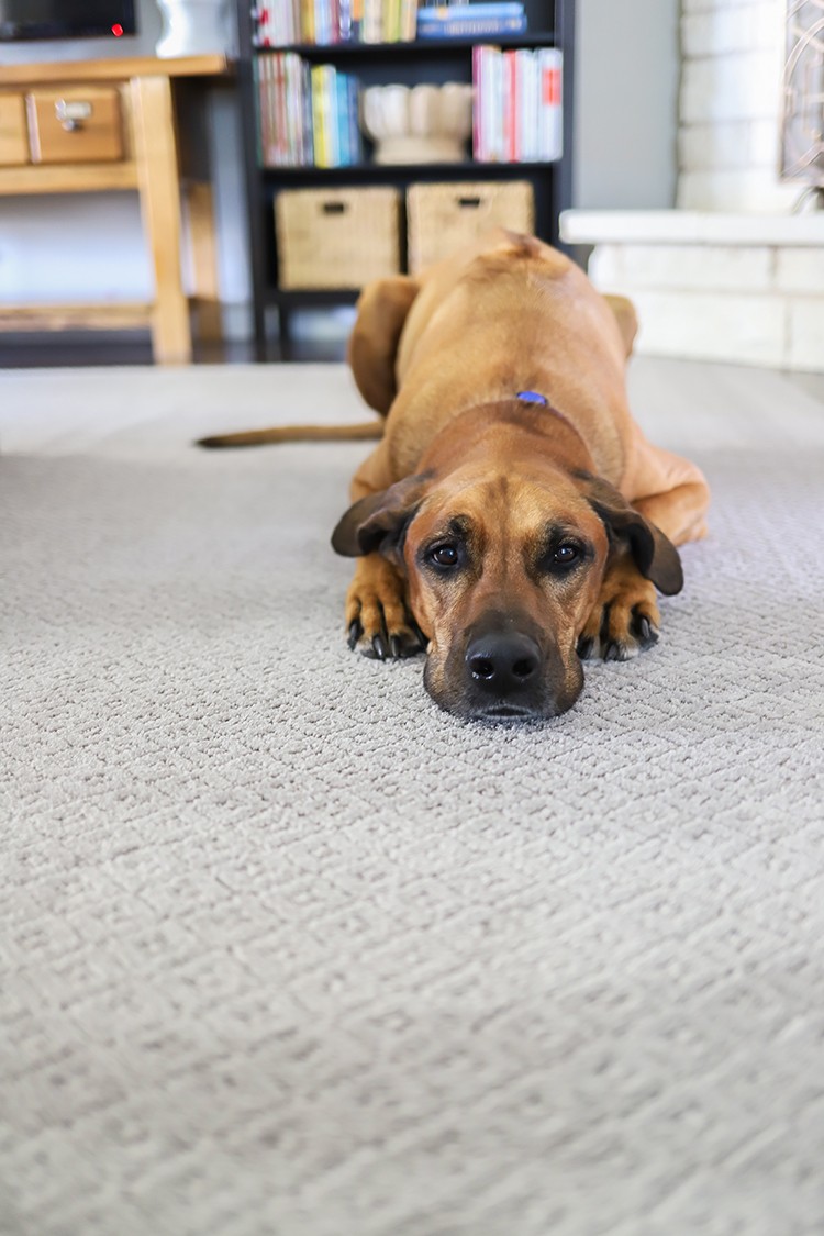 Finding the perfect carpet may seem overwhelming, but oftentimes, the right carpet can help complete the design aesthetic of your room. The Home Depot's pet