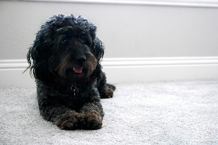 Finding the perfect carpet may seem overwhelming, but oftentimes, the right carpet can help complete the design aesthetic of your room. The Home Depot's pet