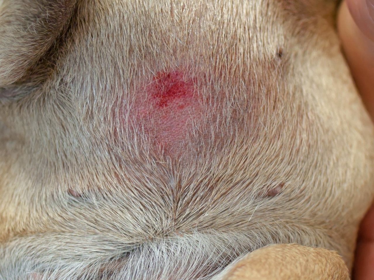 3 Easy Steps For Fast Relief To Heal Summertime Canine Hot Spots Home