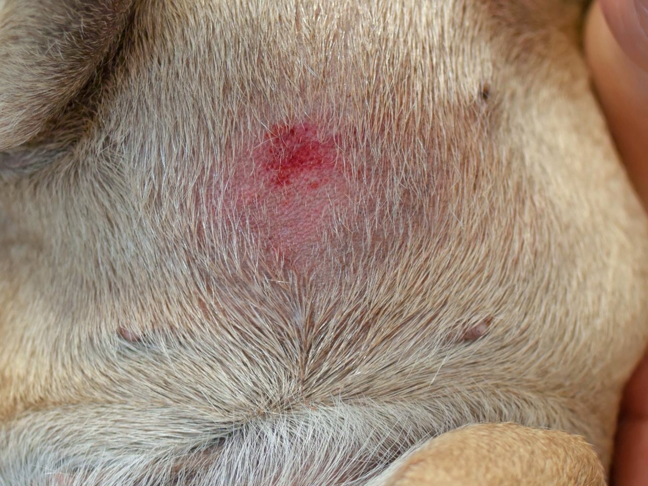 3 Easy Steps For Fast Relief to Heal Summertime Canine Hot Spots – Home ...