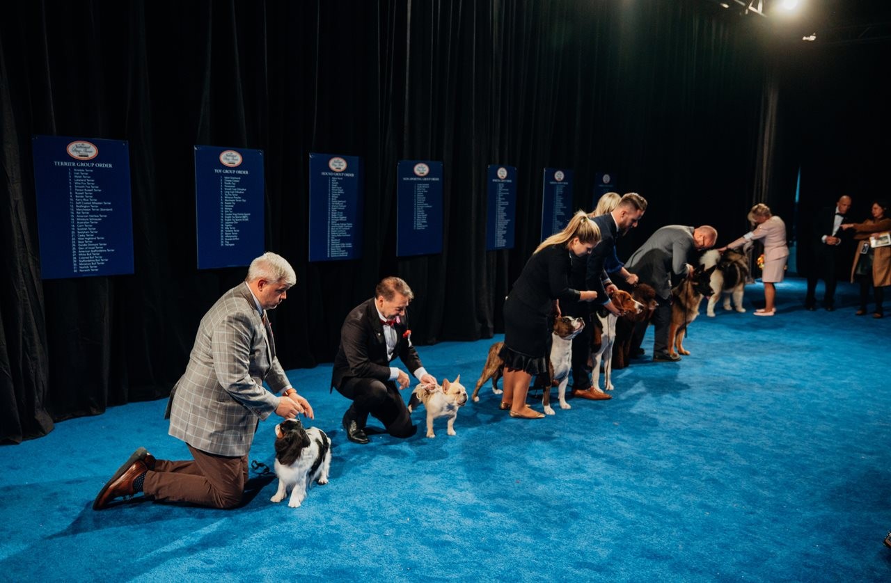 Top 5 highlights from The National Dog Show presented by Purina – Home Improvement Blogs