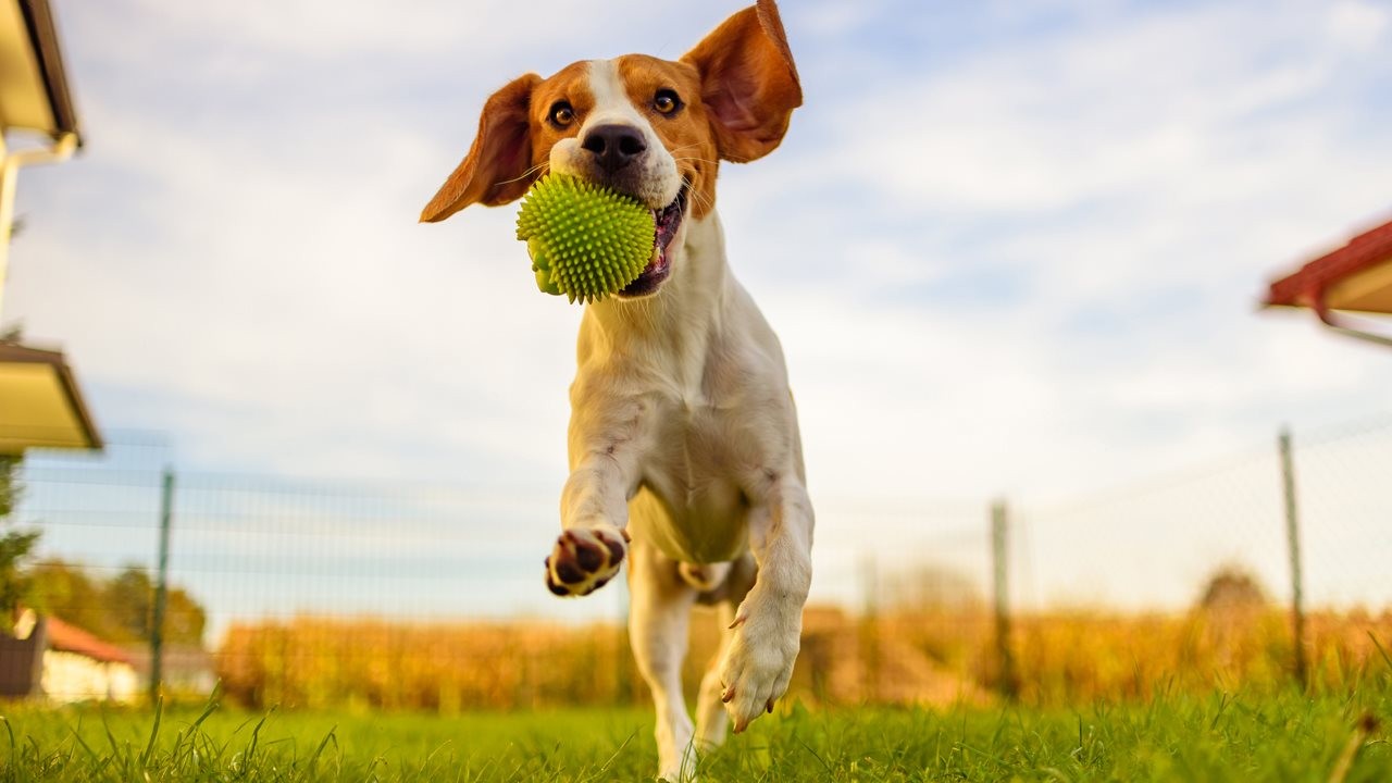 Young dog running around the backyard with a ball in his mouth.