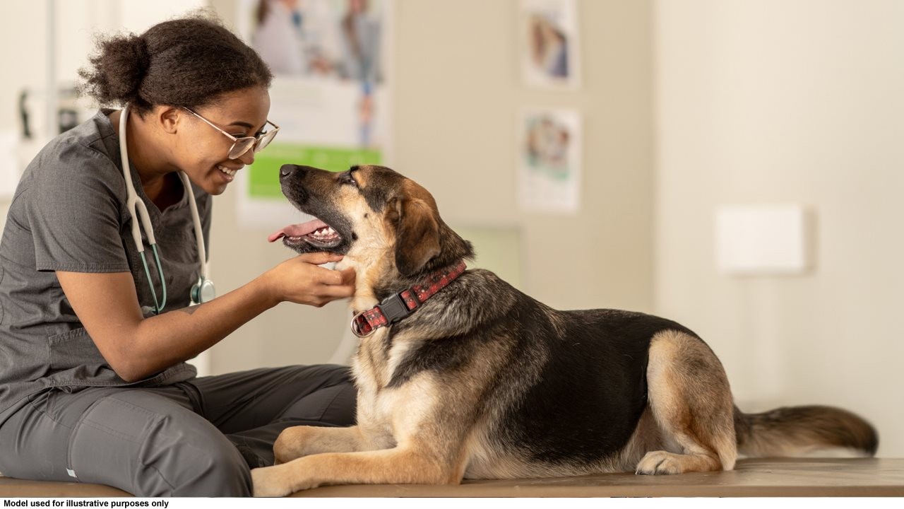 Vet smiling and petting a German Shepard during an exam.