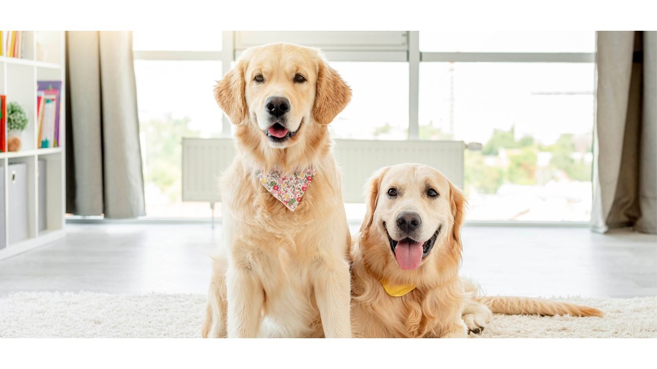 Two smiling yellow labradors sitting next to each other in the livingroom.