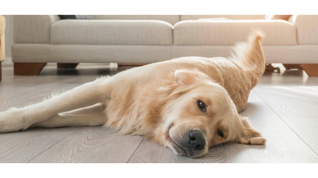 Smiling labrador laying on the hardwood floor in the livingroom.