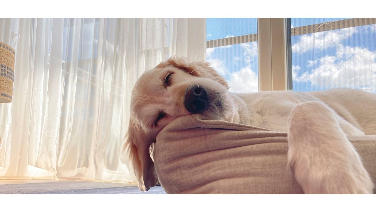 Cute lab catching some z's while napping on his bed in the sun.