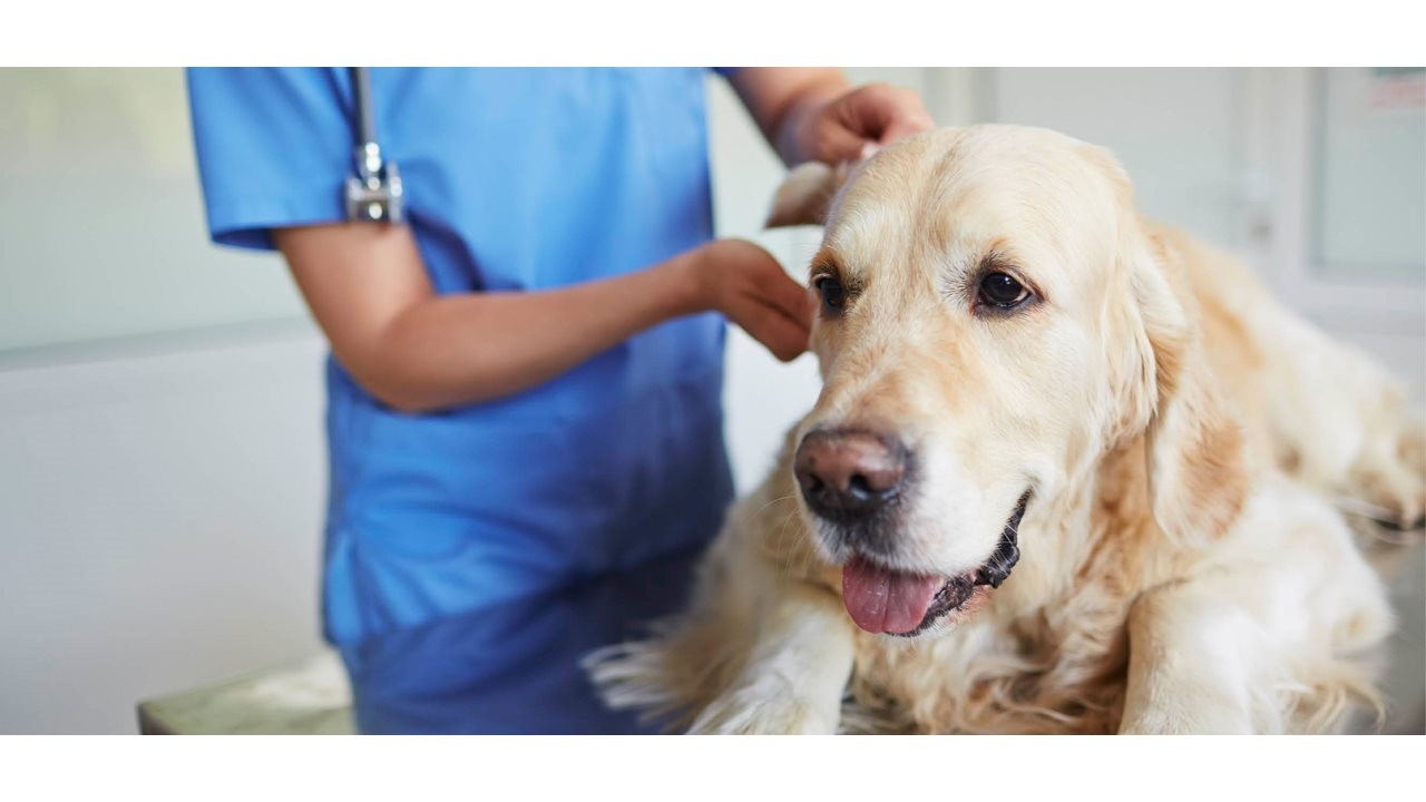 Older yellow labrador getting an exam by a vet.