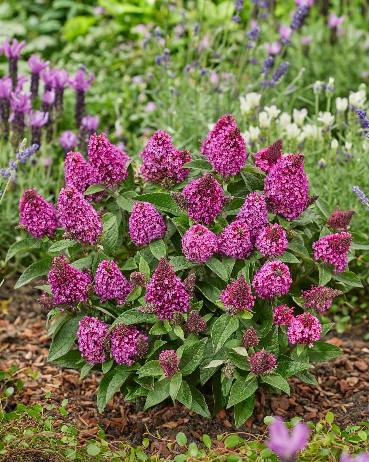 Dummen Orange Butterfly Bush Little Rockstars Red planted in a garden with other flowers.