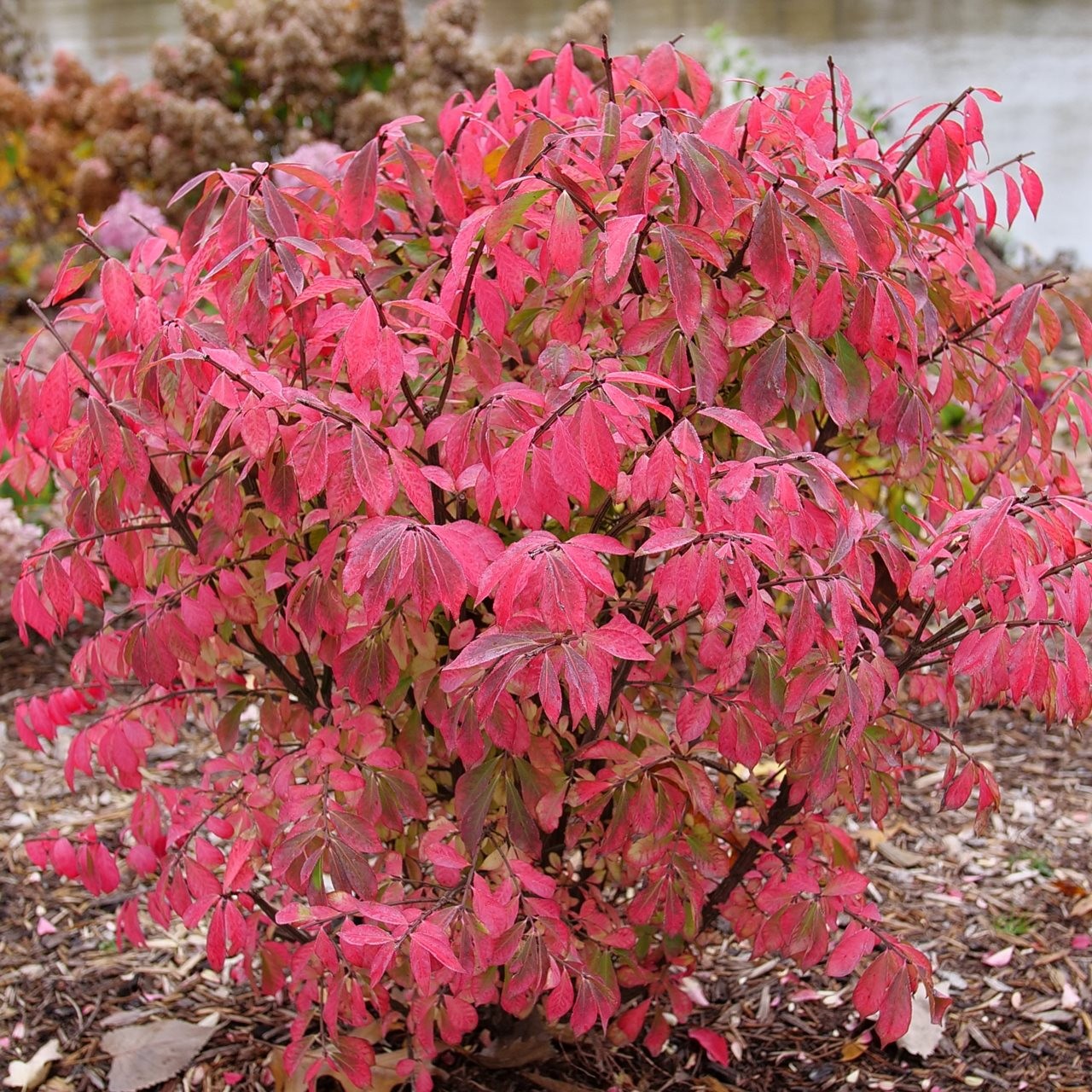 Spring Meadow Burning Bush planted in a landscaped area.