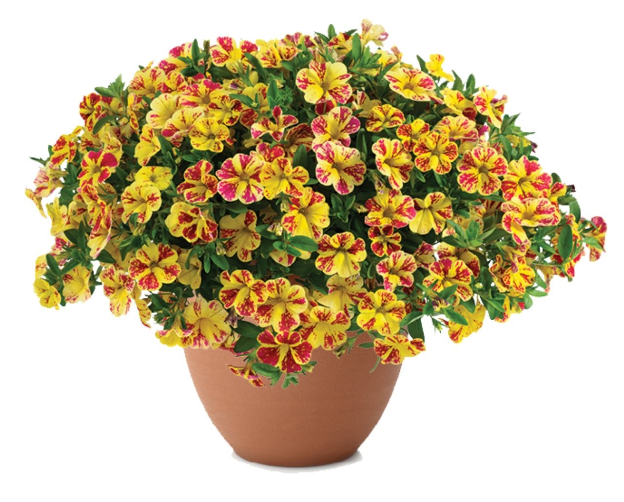 Calibrachoa, with its bright yellow and red flowers, planted in a terra cotta pot.