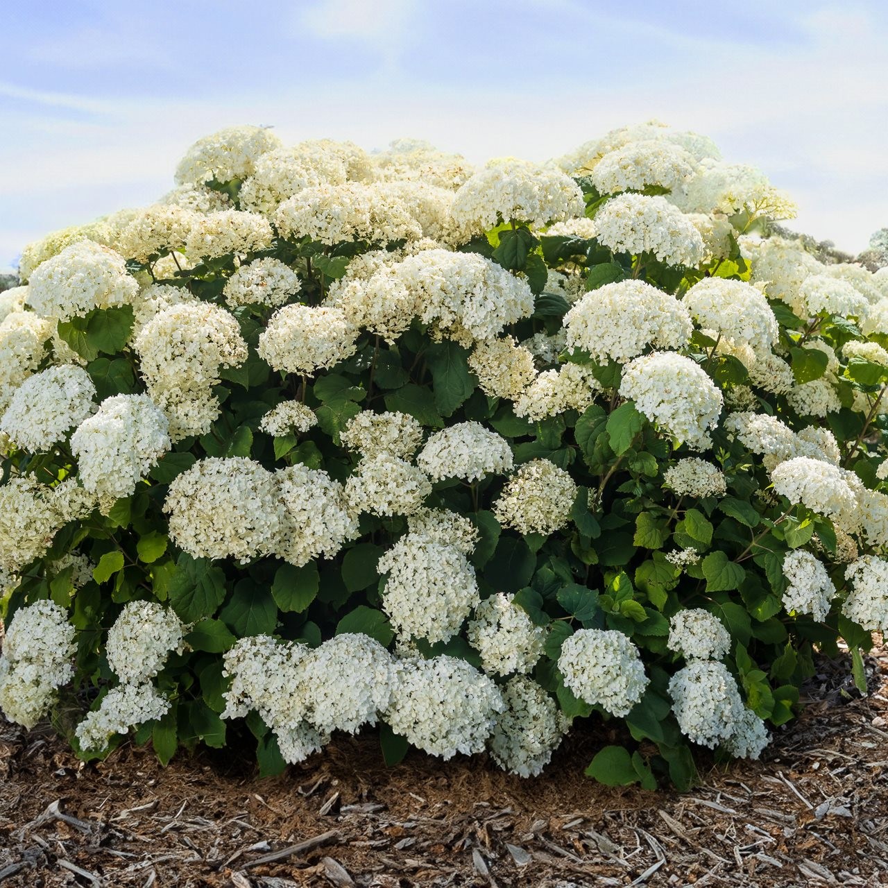 Bailey Hydrangea FlowerFull Smooth, with its while puffy flowers, planted in a garden.