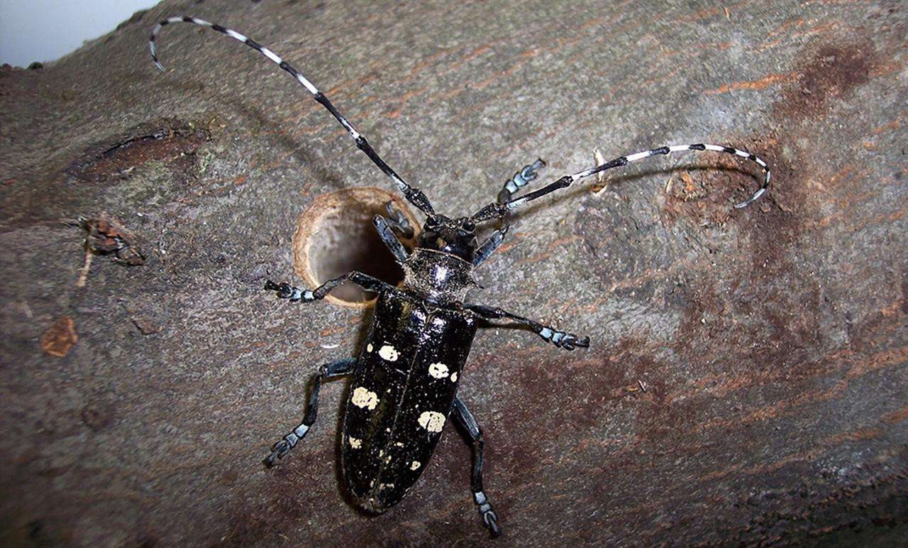 Adult bug with long near and exit hole