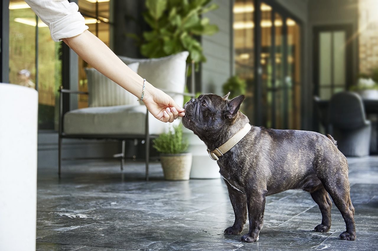 Woman giving her French bulldog a treat.
