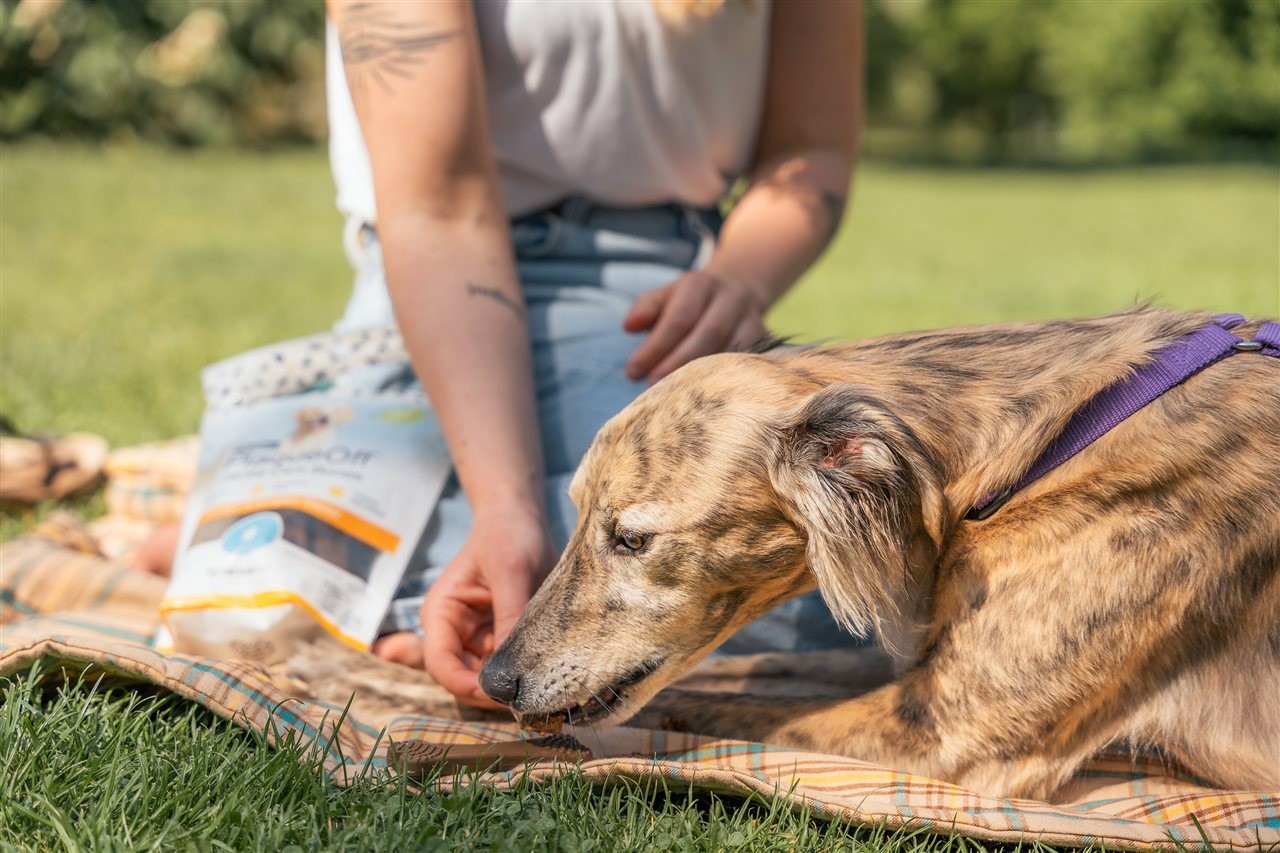 Pet parent giving her dog a Swedencare bone.
