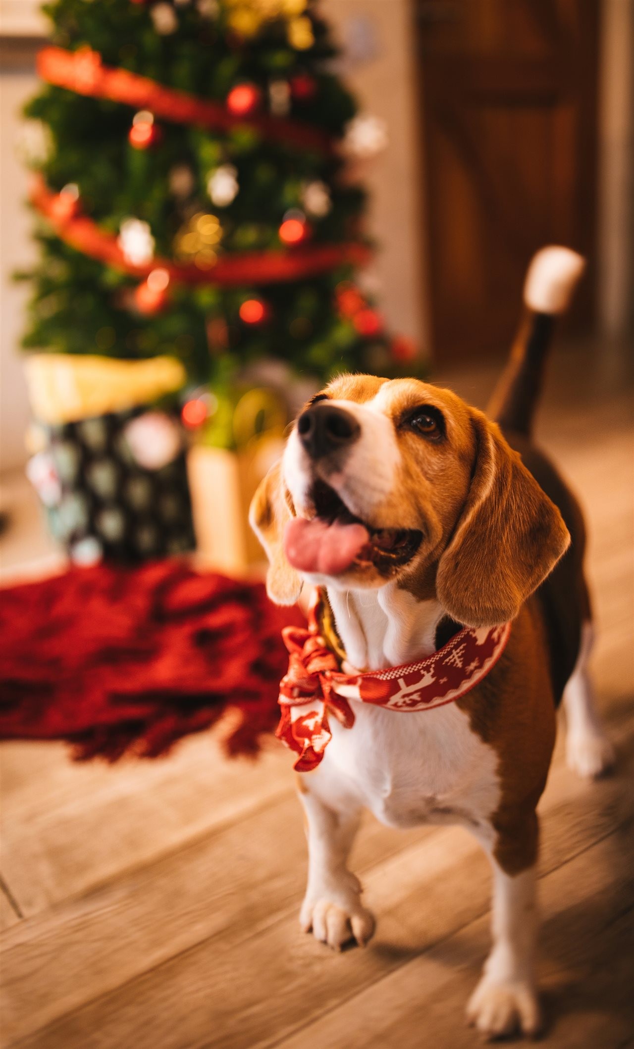 Charming beagle standing in front of a Christmas tree and looking lovingly in to his pet parent's eyes.
