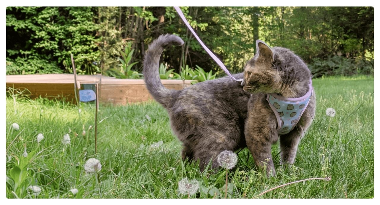 Cat on a lease in the grassy backyard. Rover helps connect pet parents seeking reliable care with pet sitters.