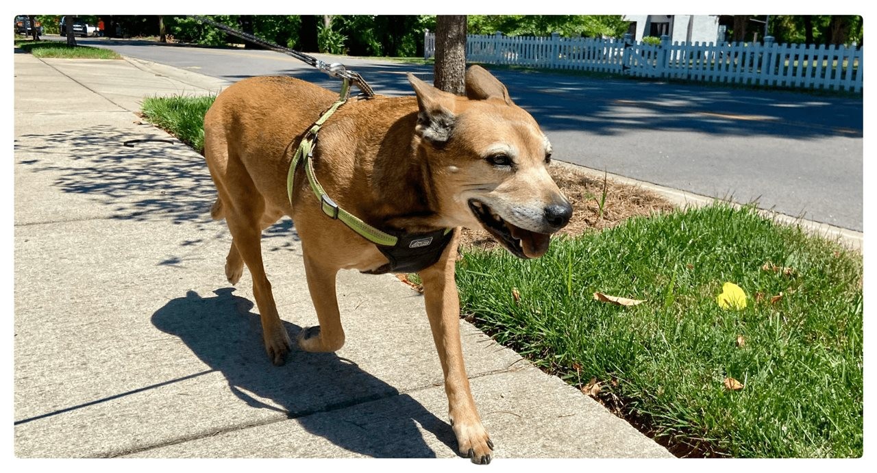 Dog  on a leash walking down the sidewalk. Rover recommends bringing water and a bowi while out on a walk with your pet.