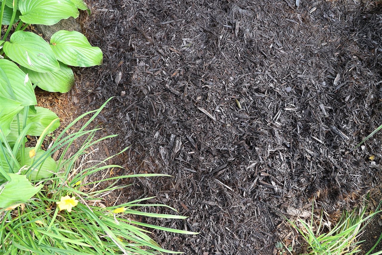 After image of land scaping with application of NorthRock Mulch Renew<sup><sup><sup><sup><sup><sup><sup><sup><sup><sup/>&reg;</sup></sup></sup></sup></sup></sup></sup></sup></sup>, from TCC Materials” width=”600″ border=”0″></div>
<div class=