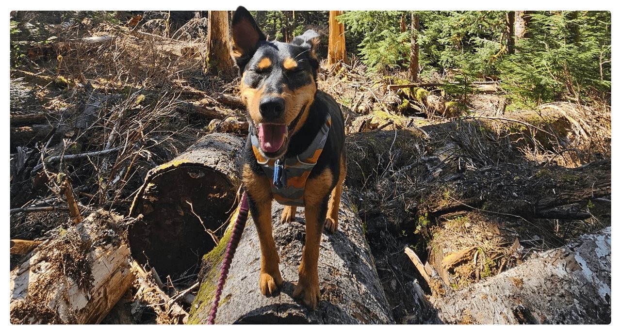 A panting dog walks in the woods. Rover recommends protecting your pet from fleas and ticks.