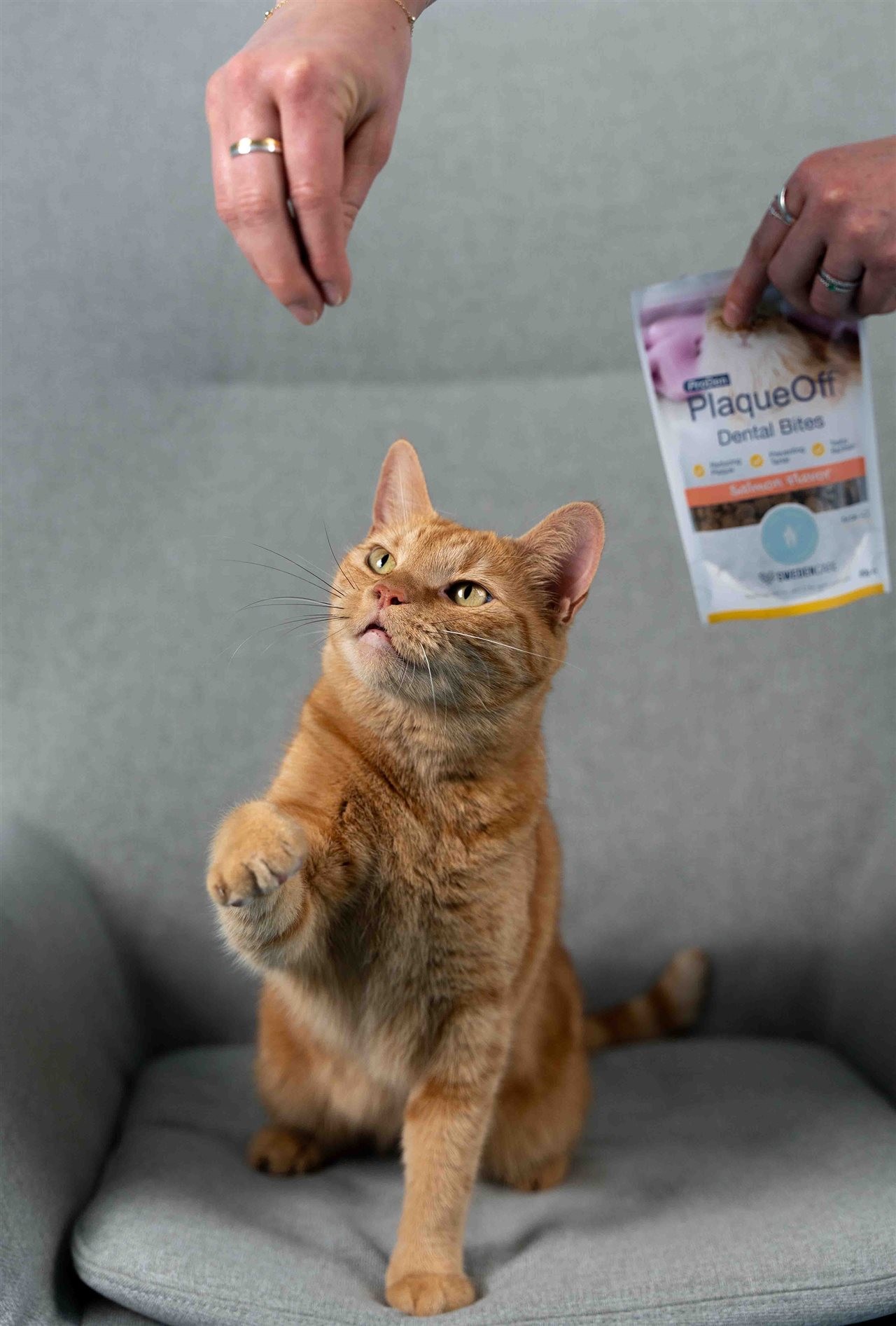 Pet parent giving cat a ProDen PlaqueOff<sup/><sup></sup><sup></sup><sup></sup><sup></sup><sup></sup><sup></sup><sup></sup><sup></sup><sup>&reg;</sup> treat from a bag.” width=”600″ border=”0″></div>
<div class=