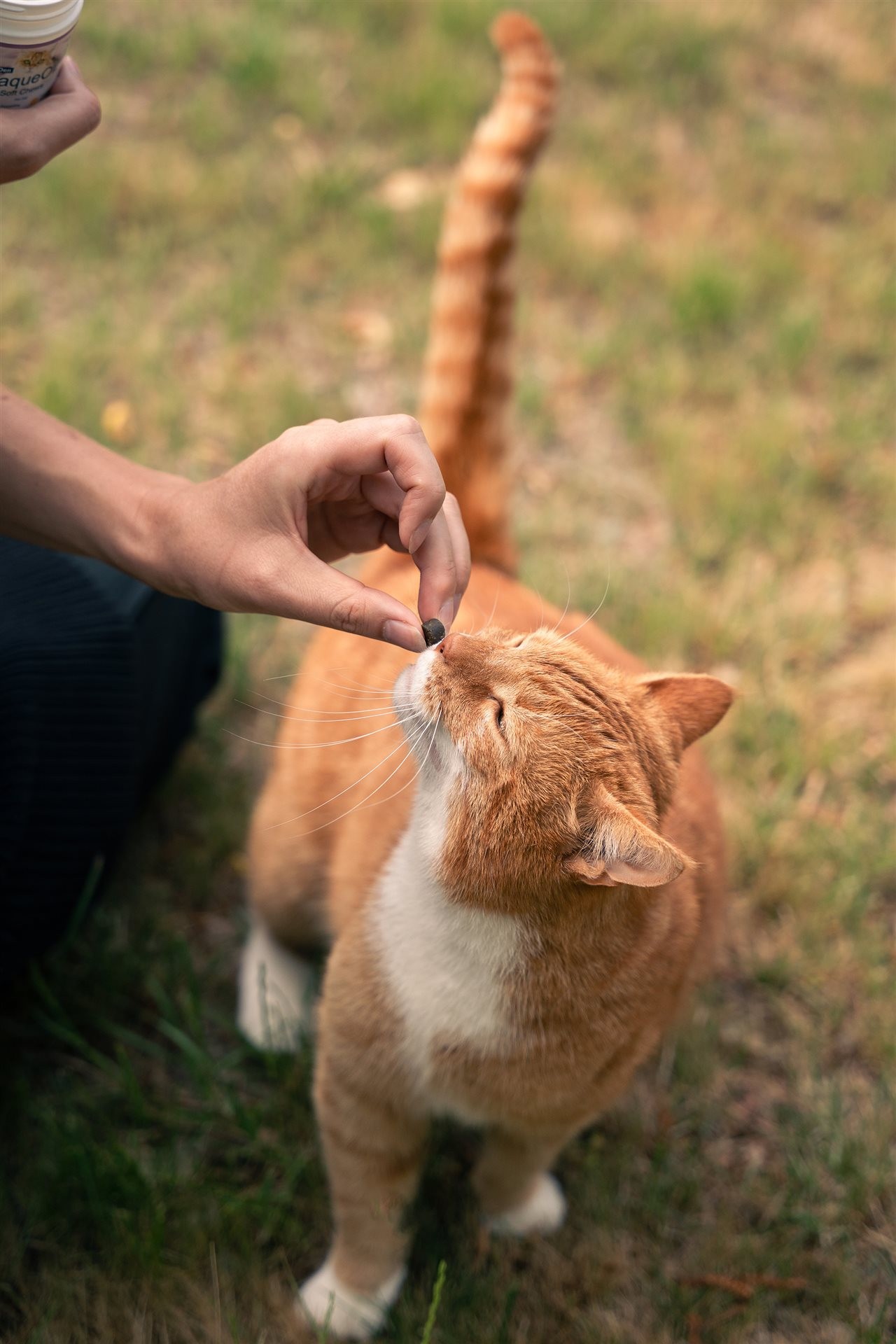 Cat getting a ProDen PlaqueOff<sup/><sup></sup><sup></sup><sup></sup><sup></sup><sup></sup><sup></sup><sup></sup><sup></sup><sup>&reg;</sup> soft chew from their pet parent.” width=”600″ border=”0″></div>
<div class=